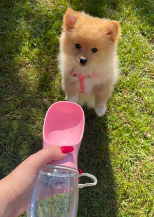Pink Dog Water Bottle 12 oz - BEST SELLER ALERT!!