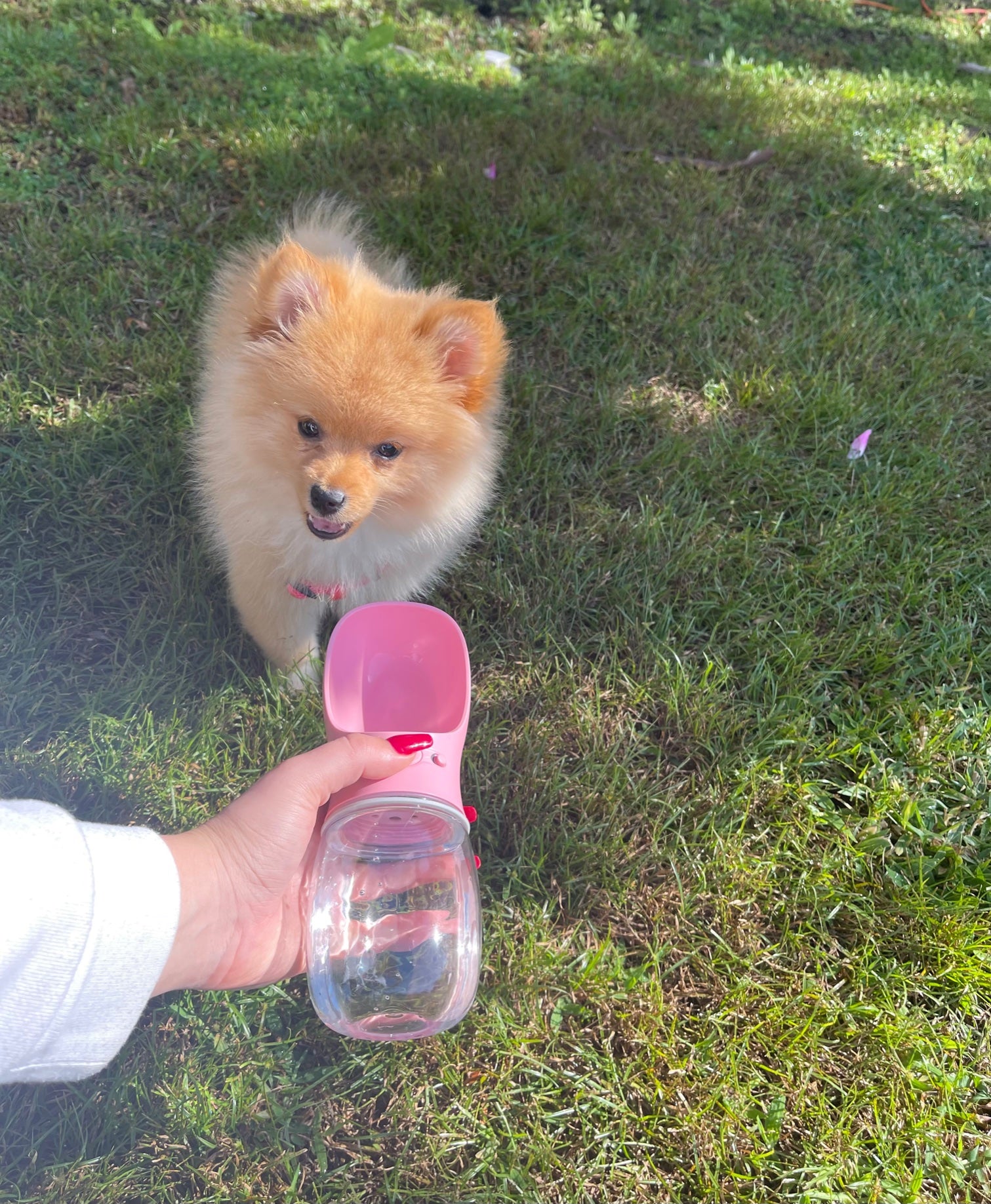 Pink Dog Water Bottle 12 oz - BEST SELLER ALERT!!