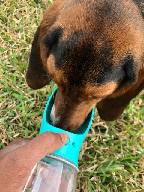 Green Dog Water Bottle 19 oz